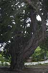 Можжевеловые деревья Бякусин